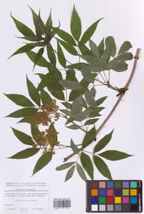 Бузина красная, Бузина кистевидная L., Восточная Европа, Московская область и Москва (E4a) (Россия)