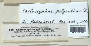 Chiloscyphus polyanthos (L.) Corda, Гербарий мохообразных, Мхи - Западная Европа (BEu) (Великобритания)