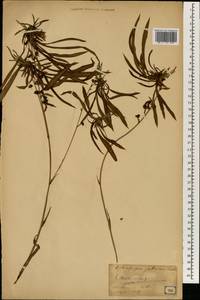 Ophiopogon jaburan (Siebold) G.Lodd., Зарубежная Азия (ASIA) (Япония)