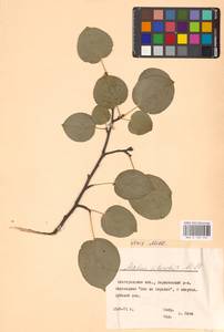 Яблоня лесная Mill., Восточная Европа, Центральный лесостепной район (E6) (Россия)