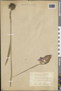 Шпажник тонкий M.Bieb., Кавказ, Южная Осетия (K4b) (Южная Осетия)