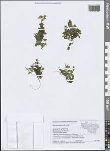 Сальвиния плавающая (L.) All., Восточная Европа, Центральный район (E4) (Россия)