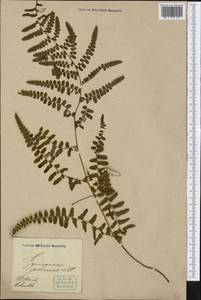 Pityrogramma chrysoconia (Desv.) Maxon ex Domin, Америка (AMER) (Колумбия)