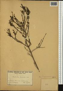 Phyllanthus hirtellus F.Muell. ex Müll.Arg., Австралия и Океания (AUSTR) (Австралия)