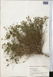 Vicoa parietarioides Nevski, Средняя Азия и Казахстан, Памир и Памиро-Алай (M2) (Туркмения)