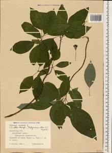 Свидина шелковистая L., Восточная Европа, Латвия (E2b) (Латвия)