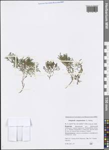 Boreoselaginella sanguinolenta (L.) Li Bing Zhang & X. M. Zhou, Сибирь, Прибайкалье и Забайкалье (S4) (Россия)
