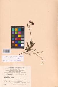 Pilosella plaicensis (Wol.) Soják, Восточная Европа, Западно-Украинский район (E13) (Украина)