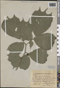 Вяз разрезной (Herder) Mayr ex Schwapp., Сибирь, Дальний Восток (S6) (Россия)