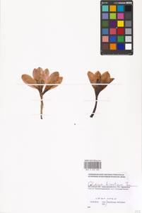 Colchicum byzantinum Ker Gawl., Восточная Европа, Московская область и Москва (E4a) (Россия)
