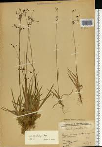 Ожика Валенберга Rupr., Восточная Европа, Северный район (E1) (Россия)