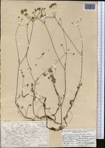 Бороздоплодник простой Rupr., Средняя Азия и Казахстан, Северный и Центральный Тянь-Шань (M4) (Киргизия)
