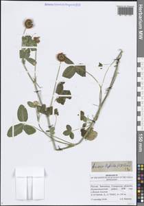 Клевер гибридный L., Восточная Европа, Средневолжский район (E8) (Россия)