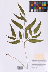 Кониограмма средняя Hieron., Сибирь, Дальний Восток (S6) (Россия)