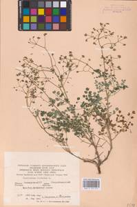 Василисник вонючий L., Восточная Европа, Восточный район (E10) (Россия)