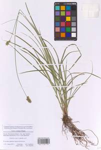 Осока колосистая, Восточная Европа, Московская область и Москва (E4a) (Россия)