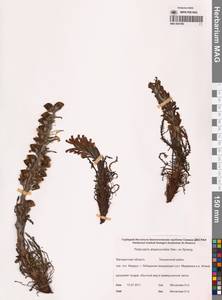 Мытник лисохвостый Steven ex Spreng., Сибирь, Чукотка и Камчатка (S7) (Россия)