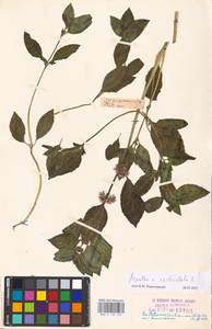 MHA 0 158 452, Mentha × verticillata L., Восточная Европа, Эстония (E2c) (Эстония)