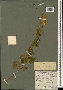 Колокольчик чесночннцелистный Willd., Кавказ, Северная Осетия, Ингушетия и Чечня (K1c) (Россия)