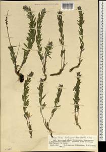 Леспедеца ситниковая (L.f.) Pers., Монголия (MONG) (Монголия)