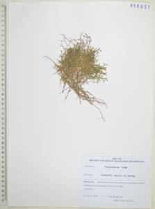 Плаунок наскальный (L.) Spring, Сибирь, Дальний Восток (S6) (Россия)