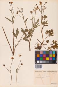 Лютик ползучий L., Восточная Европа, Нижневолжский район (E9) (Россия)