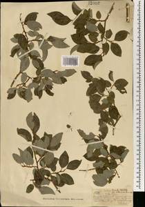 Ива тарайкинская Kimura, Монголия (MONG) (Монголия)