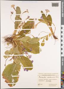 Primula vulgaris subsp. rubra (Sm.) Arcang., Кавказ, Черноморское побережье (от Новороссийска до Адлера) (K3) (Россия)