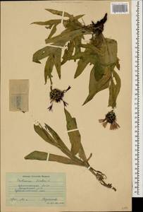 Centaurea cheiranthifolia subsp. cheiranthifolia, Кавказ, Дагестан (K2) (Россия)