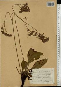 Кермек Гмелина (Willd.) Kuntze, Восточная Европа, Нижневолжский район (E9) (Россия)