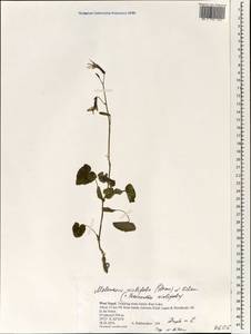 Melanoseris violifolia (DC.) N. Kilian, Зарубежная Азия (ASIA) (Непал)