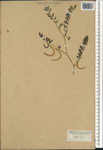 Astragalus kahiricus DC., Африка (AFR) (Египет)