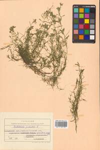 Callitriche palustris subsp. palustris, Сибирь, Дальний Восток (S6) (Россия)