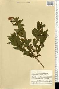 Спирея иволистная, Таволга иволистная L., Монголия (MONG) (Монголия)