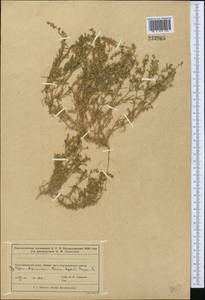 Торичник приморский, Торичник морской (L.) Besser, Средняя Азия и Казахстан, Муюнкумы, Прибалхашье и Бетпак-Дала (M9) (Казахстан)