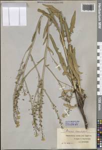 Свербига восточная L., Восточная Европа, Центральный лесостепной район (E6) (Россия)