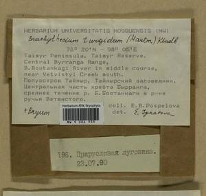 Brachythecium turgidum (Hartm.) Kindb., Гербарий мохообразных, Мхи - Красноярский край, Тыва и Хакасия (B17) (Россия)