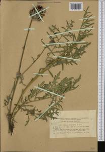 Centaurea calocephala Willd., Западная Европа (EUR) (Румыния)