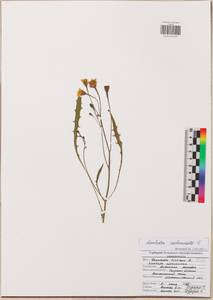 Scorzoneroides autumnalis subsp. autumnalis, Восточная Европа, Центральный район (E4) (Россия)