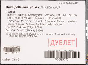 Marsupella emarginata (Ehrh.) Dumort., Гербарий мохообразных, Мхи - Красноярский край, Тыва и Хакасия (B17) (Россия)