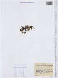 Asteraceae, Западная Европа (EUR) (Болгария)