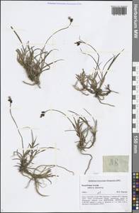 Осока, Сибирь, Алтай и Саяны (S2) (Россия)