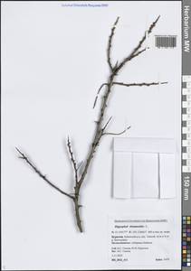 Облепиха крушиновая, Облепиха обыкновенная L., Сибирь, Прибайкалье и Забайкалье (S4) (Россия)