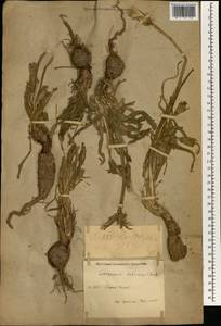 Lilacina suberosa (K. Koch) Yild., Зарубежная Азия (ASIA) (Иран)