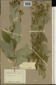 Cirsium arvense var. vestitum Wimm. & Grab., Восточная Европа, Нижневолжский район (E9) (Россия)