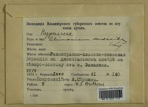 Climacium dendroides (Hedw.) F. Weber & D. Mohr, Гербарий мохообразных, Мхи - Центральное Нечерноземье (B6) (Россия)