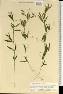 Lathyrus palustris subsp. palustris, Монголия (MONG) (Монголия)