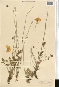 Мак оранжевый Ledeb., Средняя Азия и Казахстан, Западный Тянь-Шань и Каратау (M3) (Узбекистан)