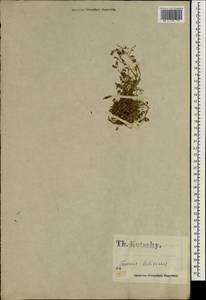 Колокольчик, Зарубежная Азия (ASIA) (Турция)