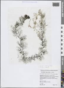 Пузырчатка крупнокорневая Leconte, Сибирь, Прибайкалье и Забайкалье (S4) (Россия)